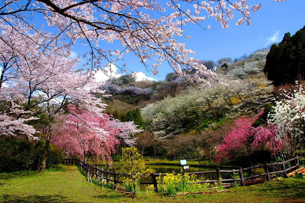 河津桜と菜の花咲く松田山～高松山縦走