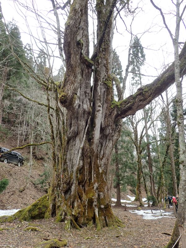 【追加設定】芦生研究林: 上谷・杉尾峠コースと横山峠からヒツクラ谷＆トロッコ道