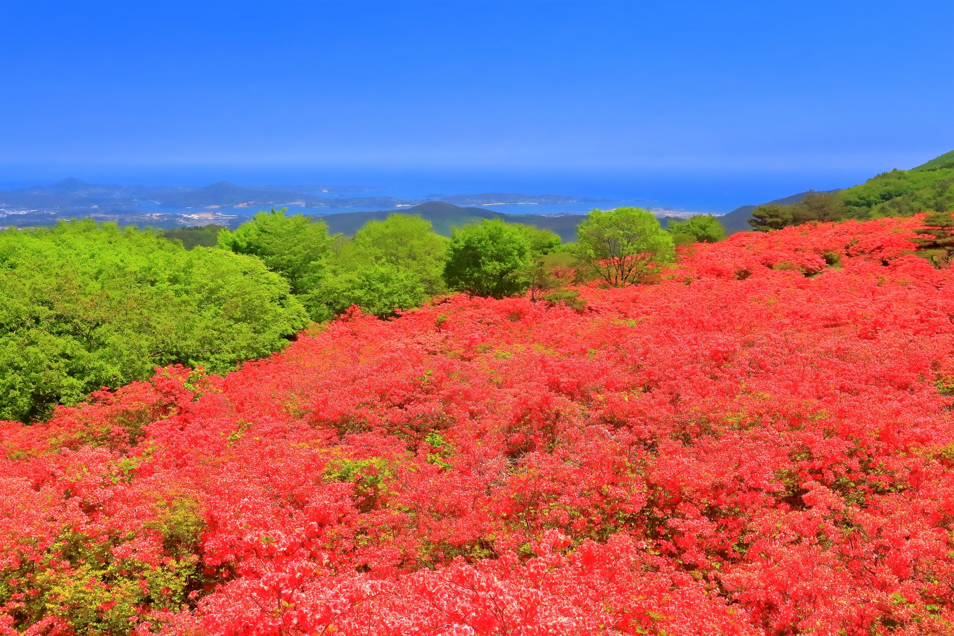 【絶景旅】日本最大のツツジの群生地徳仙丈山と気仙沼大島
