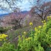 河津桜と菜の花咲く松田山～高松山縦走 - 画像 (4)