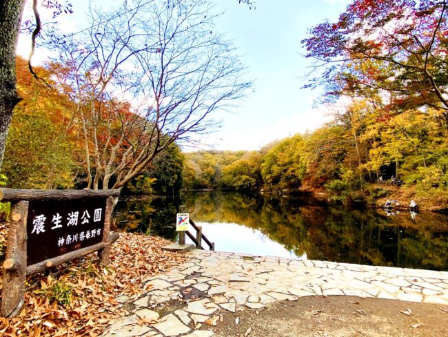 紅葉の震生湖と渋沢丘陵縦走